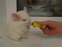 好吃的 好吃的~~~