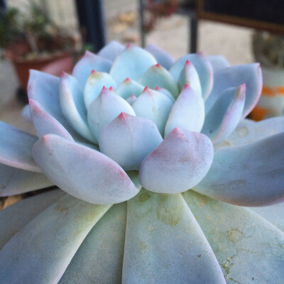 芙蓉雪莲 多肉植物