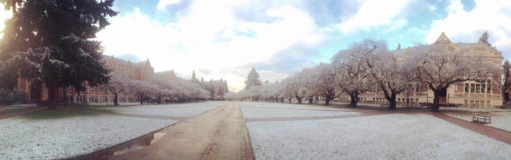 雪中樱花广场