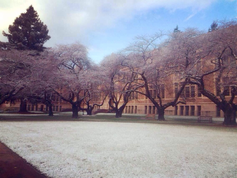 雪中樱花广场