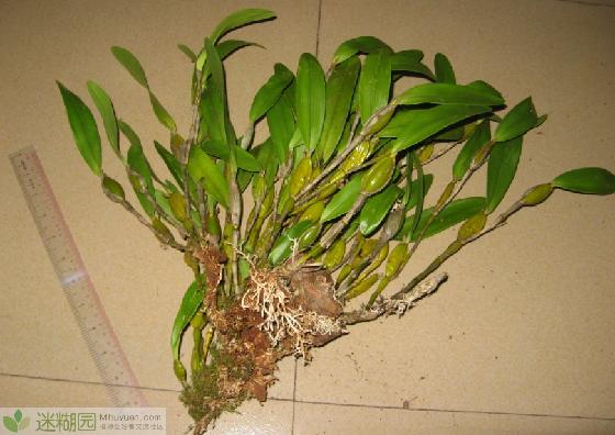 石斛有什么药用价值(本文由迷糊园花卉植物主题交友社区[www.mihuyuan.com]整理发布)原文地址：http://www.mihuyuan.com/guidedetail_1417513953065122.shtml