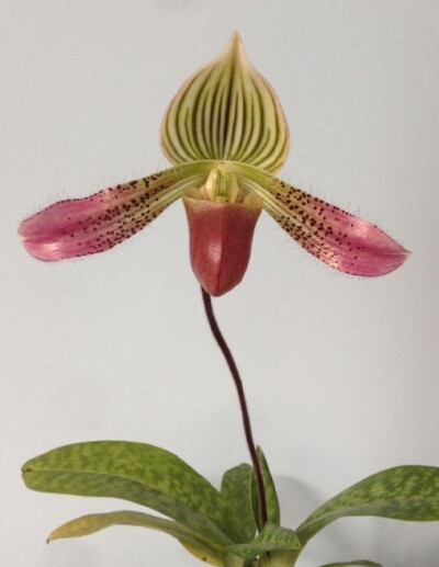 Paphiopedilum urbanianum ，兜兰属。