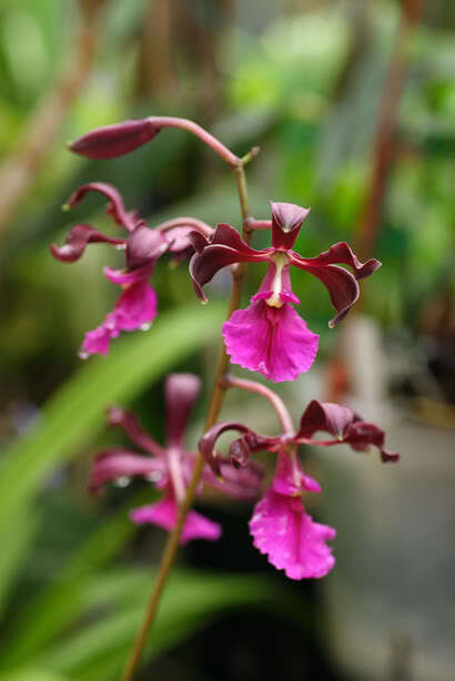 Encyclia cordigera var. rosea ，围柱兰属。