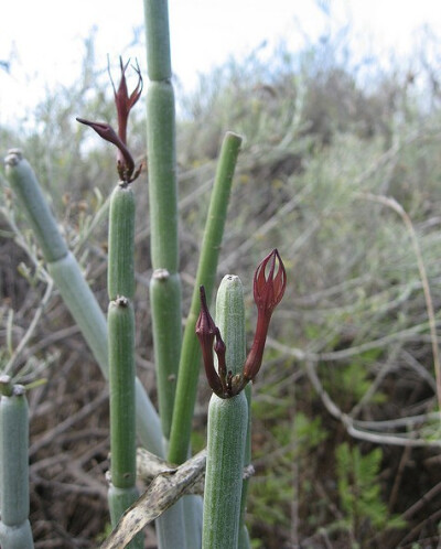 魔杖吊灯花（浓昙）Ceropegia fusca ，夹竹桃科（萝藦科）吊灯花属。