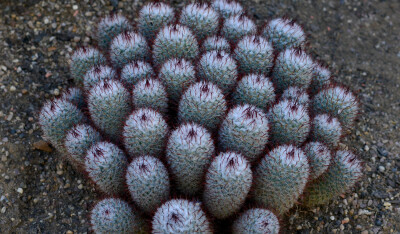 Mammillaria perezdelarosae ，仙人掌科乳突球属。