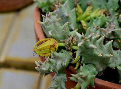 Orbea lutea ，夹竹桃科（萝藦科）牛角属。