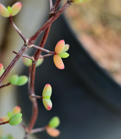 Ruschia atrata ，番杏科舟叶花属。