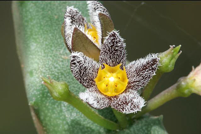 龙角 Caralluma burchardii（Apteranthes burchardii），夹竹桃科（萝藦科）水牛角属。