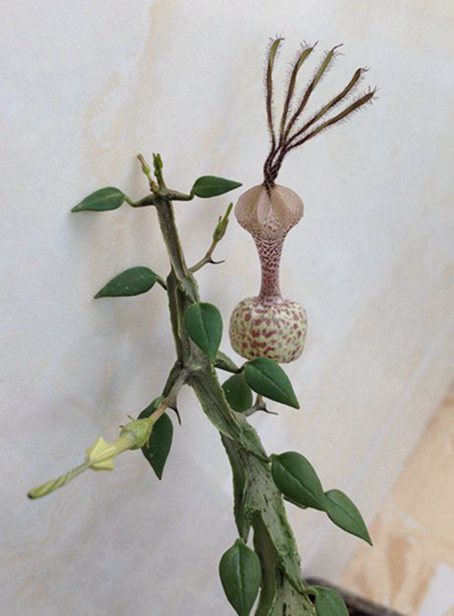 武腊泉 Ceropegia simoneae 'Green form' ，夹竹桃科（萝藦科）吊灯花属。