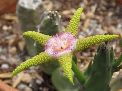 妖星角 Stapelia flavopurpurea ，夹竹桃科（萝藦科）豹皮花属。豹皮花属的植物开花大都不好闻，但是这种据说有柠檬味儿，未考证。