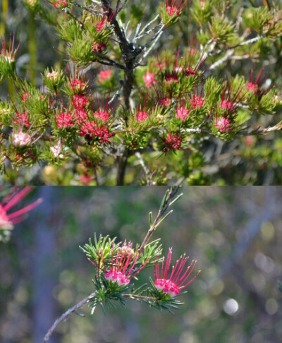 Darwinia fasicularis ，桃金娘科长柱蜡花属（达尔文木属）。灌木，花会由白变红，二十朵左右一束。