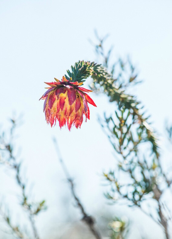 Darwinia sp. ，桃金娘科长柱蜡花属（达尔文木属）。