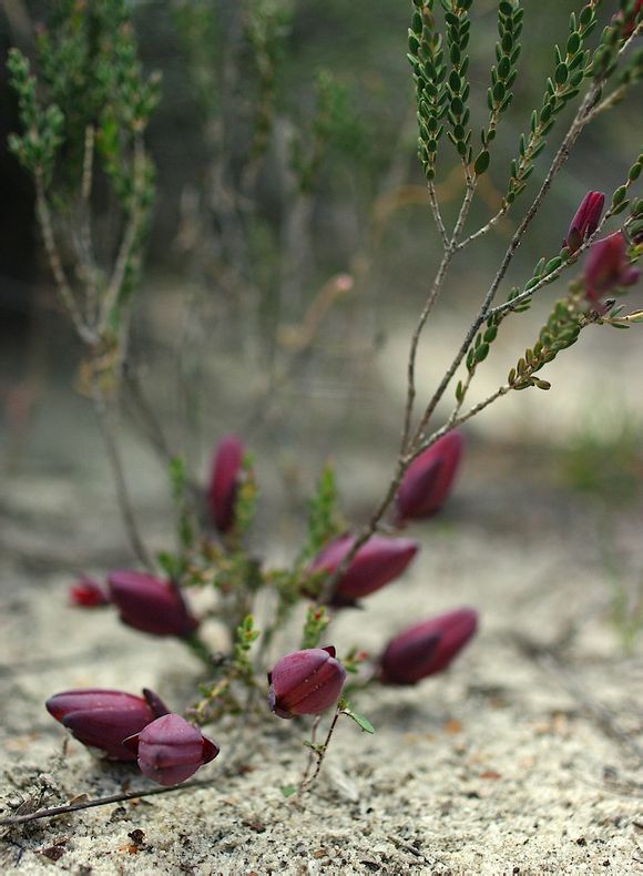 Darwinia speciosa ，桃金娘科长柱蜡花属（达尔文木属）。