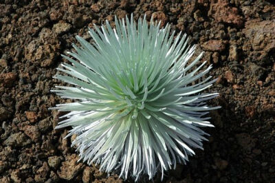 Dubautia sandwicensis subsp. macrocephala（Argyroxiphium sandwicense subsp. macrocephalum） ，菊科轮菊属（龙舌菊属）。