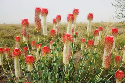 Pimelea decora ，瑞香科稻瑞香属。