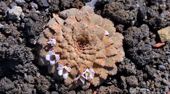 Viola congesta ，堇菜科堇菜属。