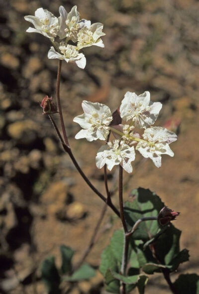 Xanthosia rotundifolia ，伞形科。可以叫“南十字星花”，花序呈对称的十字形。