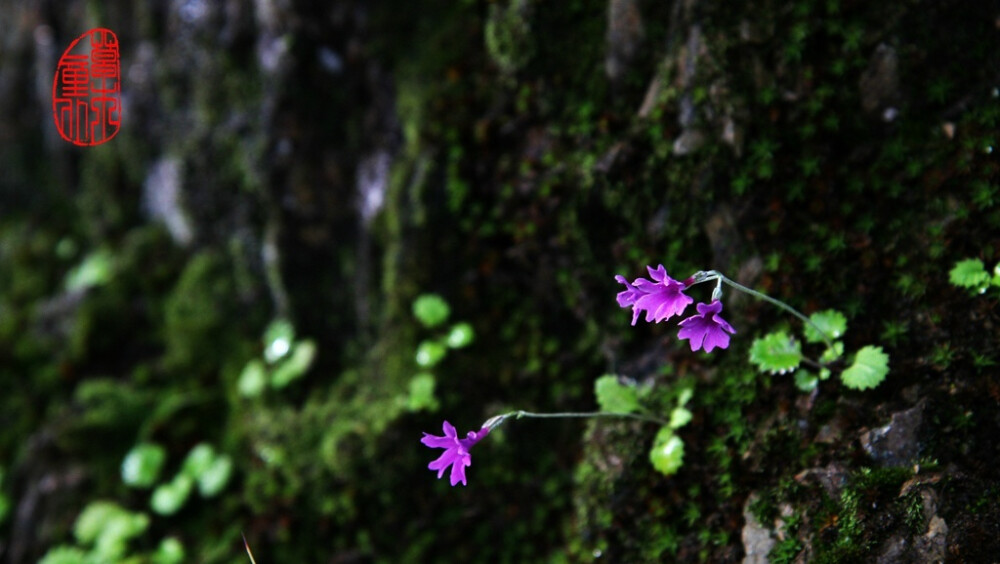 糙毛报春 Primula blinii ，报春花科报春花属。