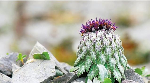 槲叶雪兔子 Saussurea quercifolia ，菊科凤毛菊属。