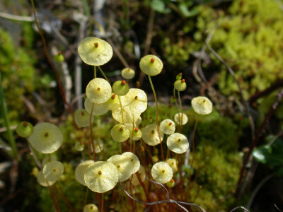 黄壶藓 Splachnum luteum ，壶藓科壶藓属。