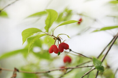 苦糖果 Lonicera fragrantissima ssp. standishii ，忍冬科忍冬属。名字既点出了其味道甜绵似糖但又有忍冬属果实一贯的苦味。它的果实像是一个个倒挂的心，是郁香忍冬种下的一个亚种。