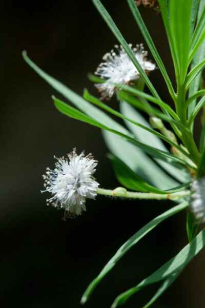 柳叶球花 Globularia salicina ，克郎奎斯特系统的地团花科球花属，不过现在APG 系统里球花属已经属于车前科了。分布于南欧、北非、西南亚和密克罗尼西亚，中国没分布。传统的地团花科有2属：穗团花属 Poskea 和地团…