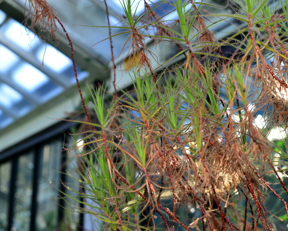 美杜莎捕虫木 roridula gorgonias ,腺毛草科捕虫木属.