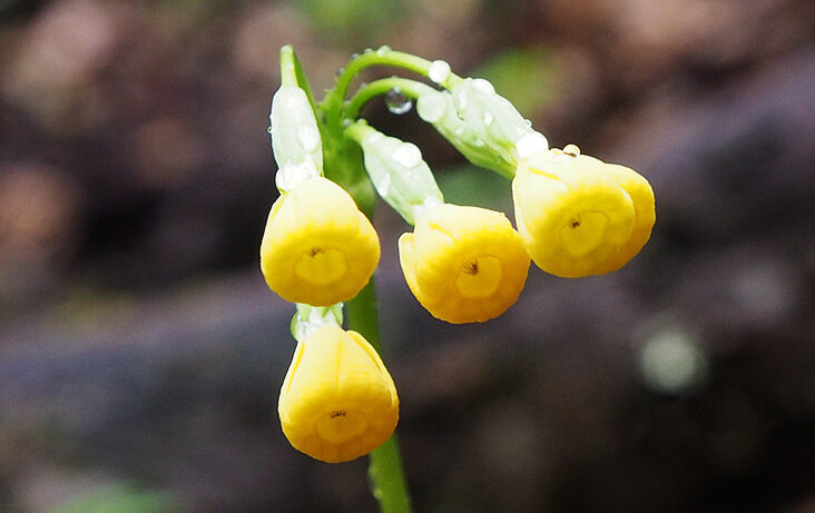 四川报春 Primula szechuanica ，报春花科报春花属。