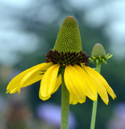 大金光菊 Rudbeckia maxima ，菊科金光菊属。花序托隆起使得花序中部形成凸起在金光菊属、松果菊属 Echinacea 、草光菊属（黄锥菊属） Ratibida 和冬泉菊属 Dracopis 中都有明显体现，但能形成山峰状显著隆起的并不…