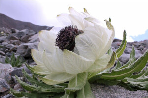 雪莲花 Saussurea involucrata ，菊科风毛菊属。雪莲花其实平常看起来就像棵大白菜......白色的不是花瓣，而是花苞，中间黑黑的一坨才是大量的花挤成的花序。