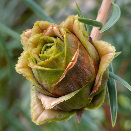 云南油杉 Keteleeria evelyniana ，松科油杉属。大孢子叶球。