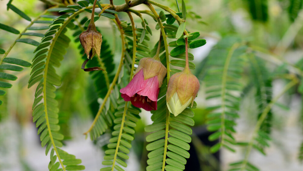 紫花风铃豆 Cadia purpurea ，豆科风铃豆属。花型完全看不出是豆科......属名的理由是花近辐射对称，外形似铃铛。