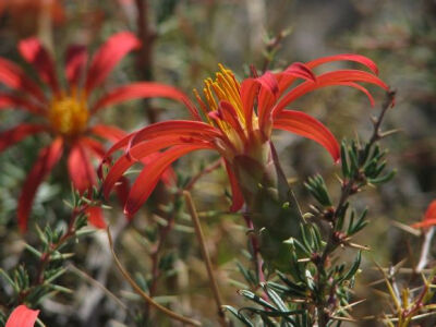 钻形帚菊木 Mutisia subulata ，菊科帚菊木属。