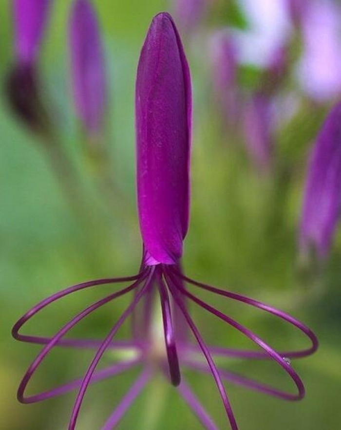 醉蝶花 Tarenaya hassleriana（Cleome hassleriana），山柑科醉蝶花属（白花菜属）。