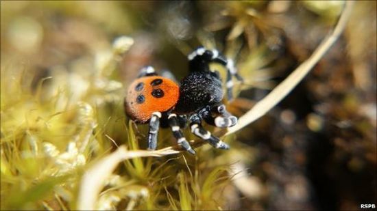 Eresus cinnaberinus ，隆頭蛛科隆頭蛛屬。