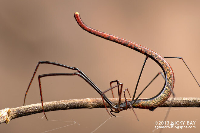 ariamnessp球蛛科蚓腹蛛属银斑蛛属腹部极长的一种蜘蛛