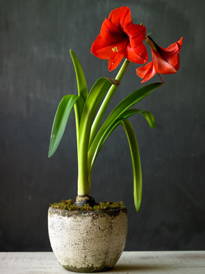 amaryllis