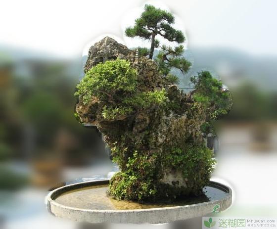 吸水石假山盆景制作本文由迷糊园花卉植物主题交友社区[www.mihuyuan.com]整理发布)原文地址：http://www.mihuyuan.com/guidedetail_1417679604315315.shtml