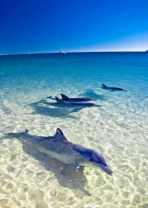 Dolphins at Monkey Mia, Australia。澳大利亚猴子米娅沙滩，坐落于西澳大利亚州，是一个闻名世界的旅游胜地，因喂食宽吻海豚而知名。是的，这里有绵延的海滩，有可爱的海豚，唯独没有猴子，起名字源于19世纪一个叫做monkey的采珠船。多年来，猴子米娅海滩一直因水晶般的海水、绵延的白色海滩和每天来此的海豚吸引着众多游客。40多年来，每天都会有成群的宽吻海豚来到海滩，同时也会有大批的游客来观赏并且喂食这些惹人喜爱的海豚。