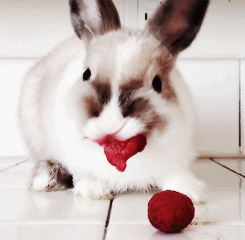#萌宠##兔子#兔叽萌萌哒，吃了一个树莓，变烈焰红唇啥的╮(╯_╰)╭
