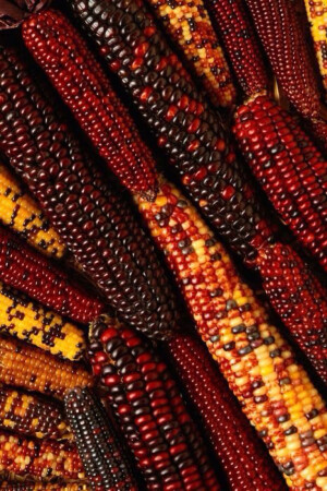 【自然馈赠】玉米