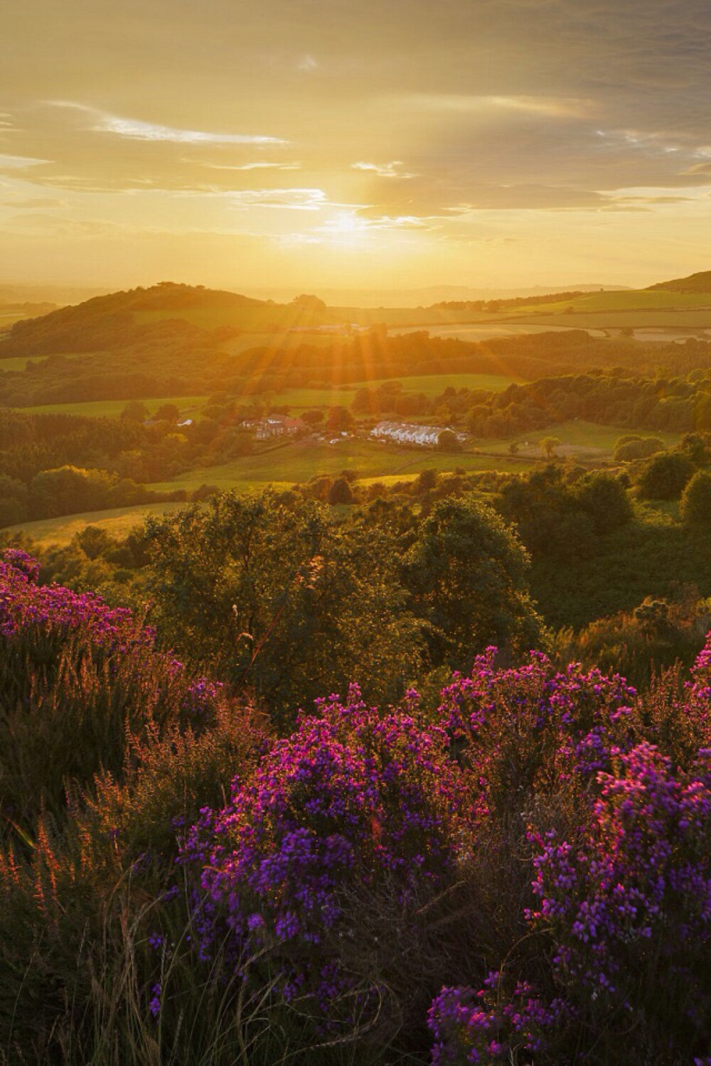 Heather in Bloom 2014英国年度风光摄影大赛获奖作品：盛开的石南花 摄影：John Robinson