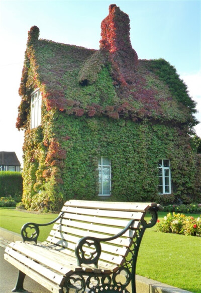 Boston ivy covered gate keepers cottage turning Autumn red, Dartmouth park, Sandwell, West Bromwich, England