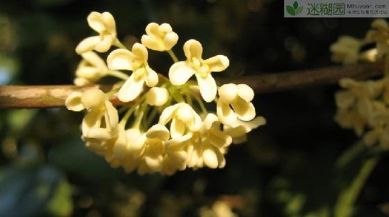 中国十大名花之一 桂花(本文由迷糊园花卉植物主题交友社区[www.mihuyuan.com]整理发布)原文地址：http://www.mihuyuan.com/advisorydetail_1413440437296674.shtml