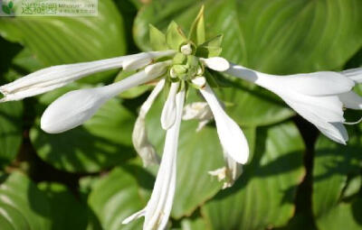 玉簪花的药用价值(本文由迷糊园花卉植物主题交友社区[www.mihuyuan.com]整理发布)原文地址：http://www.mihuyuan.com/guidedetail_1417766757752395.shtml