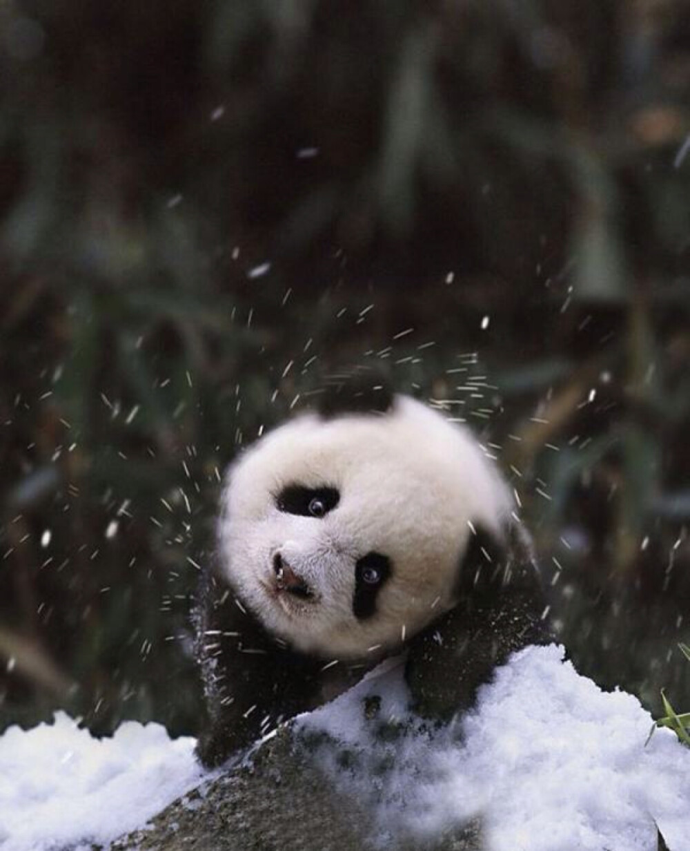 治愈系雪景