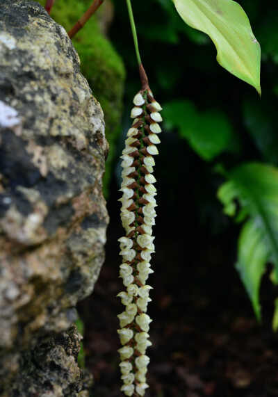 宿苞石仙桃 Pholidota imbricata ，石仙桃属。