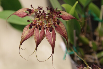 美花卷瓣兰 Bulbophyllum rothschildianum ，石豆兰属。