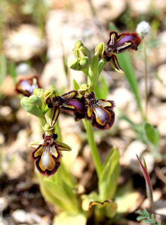 角蜂眉兰ophrysspeculum眉兰属