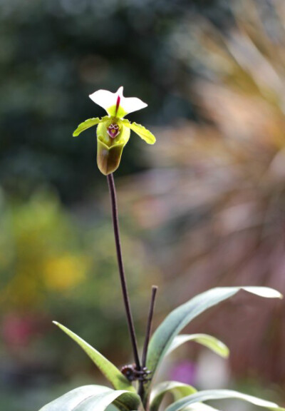 白旗兜兰 Paphiopedilum spicerianum ，兜兰属。